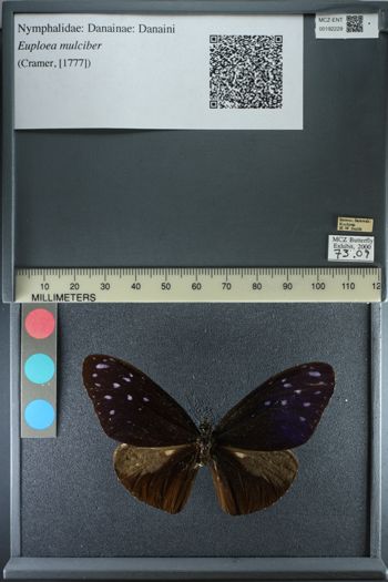 Media type: image;   Entomology 192229